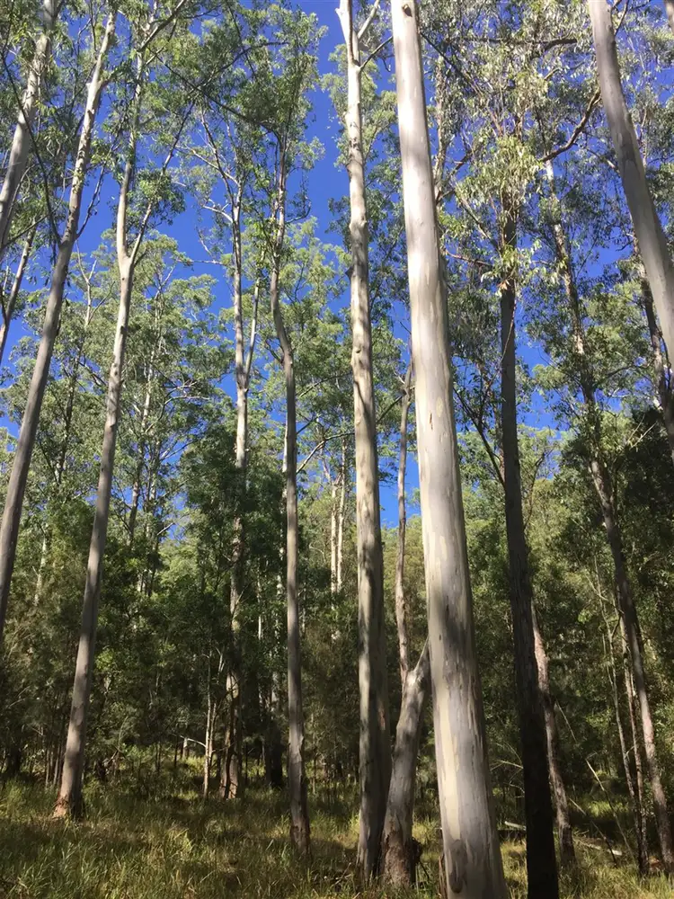 Sixth view of Homely rural property listing, Lot 36 Cells River Road, Yarrowitch NSW 2354
