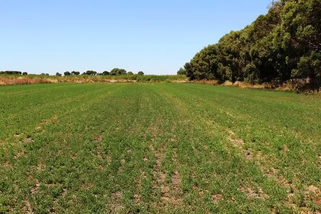 Main view of Homely rural property listing, Sleeps Creamery Road, Swan Hill VIC 3585