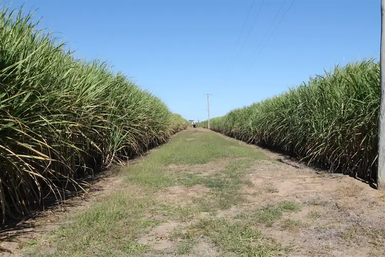 Seventh view of Homely rural property listing, 840 Rita Island Road, Jarvisfield, Ayr QLD 4807