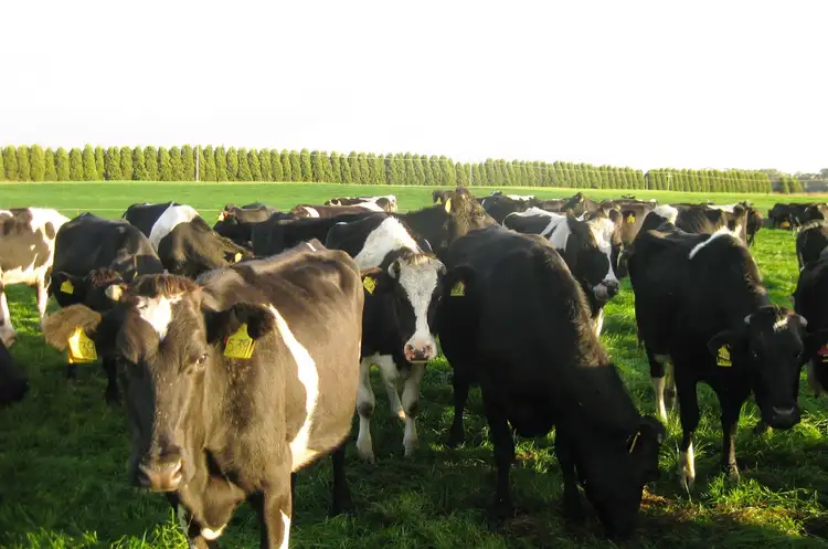 Fifth view of Homely rural property listing, 1004 Backline Road, Forest TAS 7330