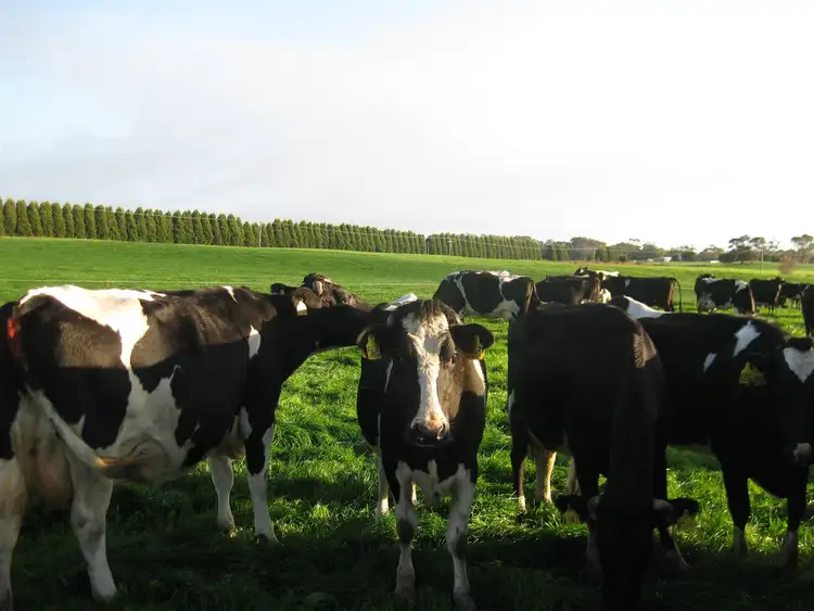 Seventh view of Homely rural property listing, 1004 Backline Road, Forest TAS 7330