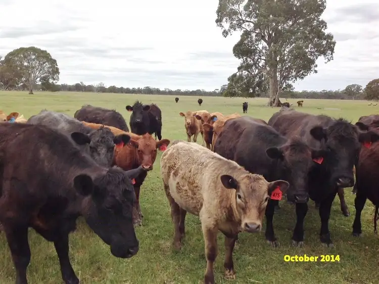 Second view of Homely rural property listing, . Ross McDonalds Road, Edenhope VIC 3318
