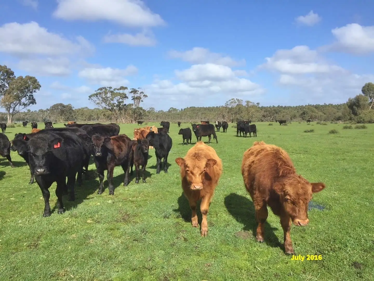 Main view of Homely rural property listing, 0 Anthony Waits Road, Edenhope VIC 3318
