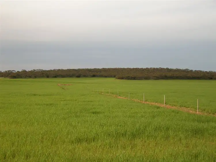 4285 Goondooloo Road, Halidon SA 5309
