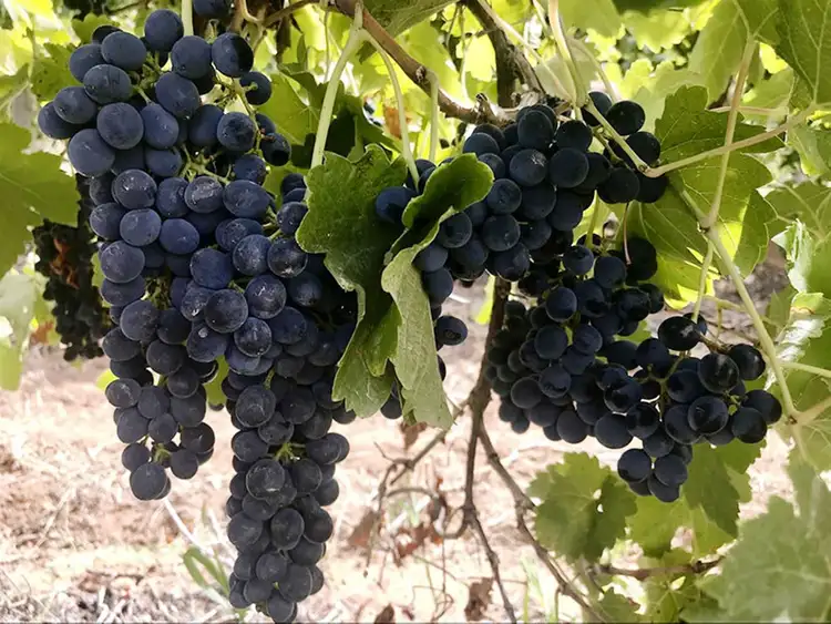 Third view of Homely rural property listing, 16 Puddletown Road, Barmera SA 5345