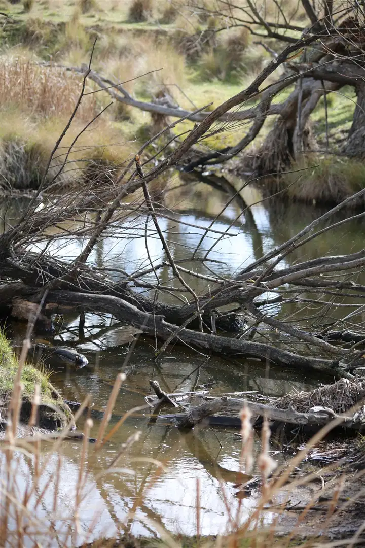 Fourth view of Homely rural property listing, lot 163 Flacknell Creek Road, Gunning NSW 2581