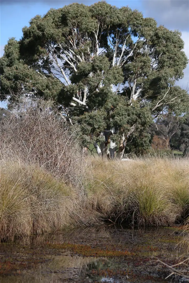 Fifth view of Homely rural property listing, lot 163 Flacknell Creek Road, Gunning NSW 2581