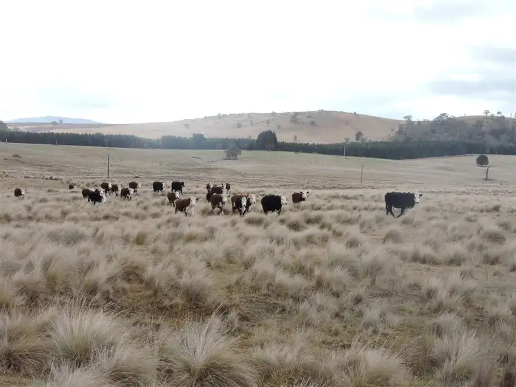 Sixth view of Homely rural property listing, 0 Haydens Bog Road, Delegate NSW 2633