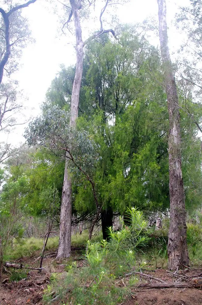 Fourth view of Homely rural property listing, 2332 Monaro Highway, Bombala NSW 2632