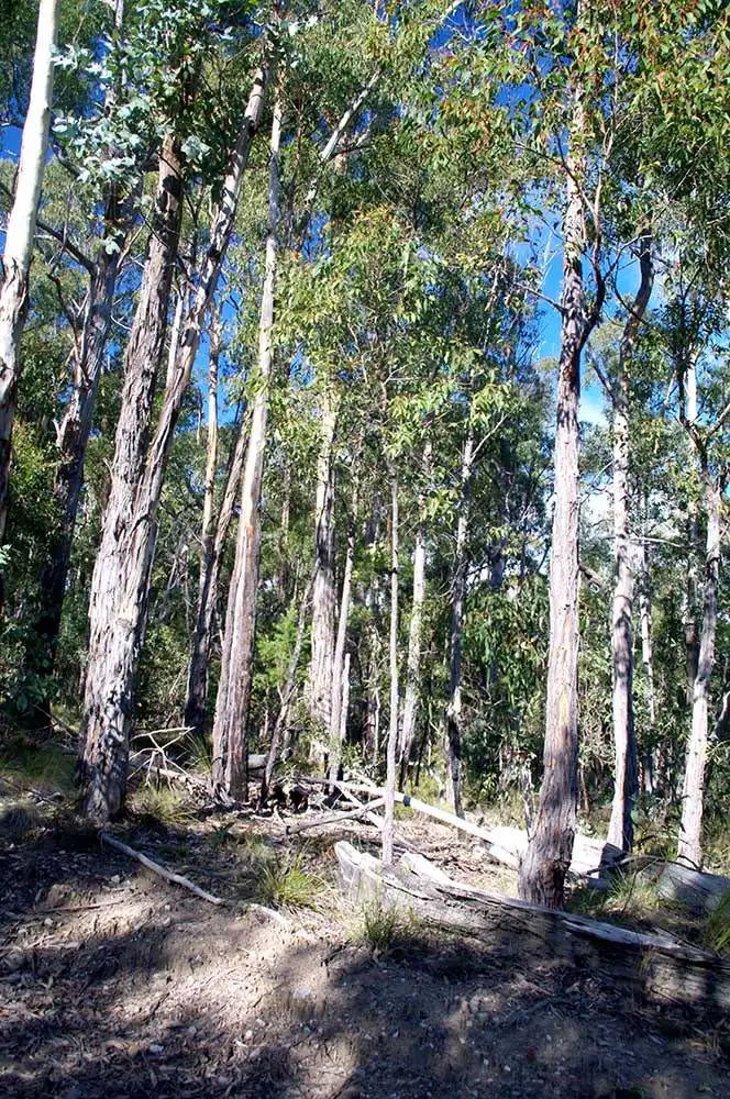 Sixth view of Homely rural property listing, 2332 Monaro Highway, Bombala NSW 2632