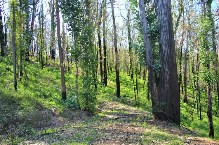 Fourth view of Homely rural property listing, Lot 380 New Station Creek Road, Wyndham NSW 2550