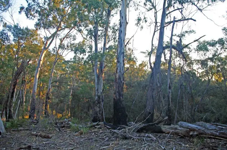 Second view of Homely rural property listing, Lot 446 Warrawilla Road, Bombala NSW 2632