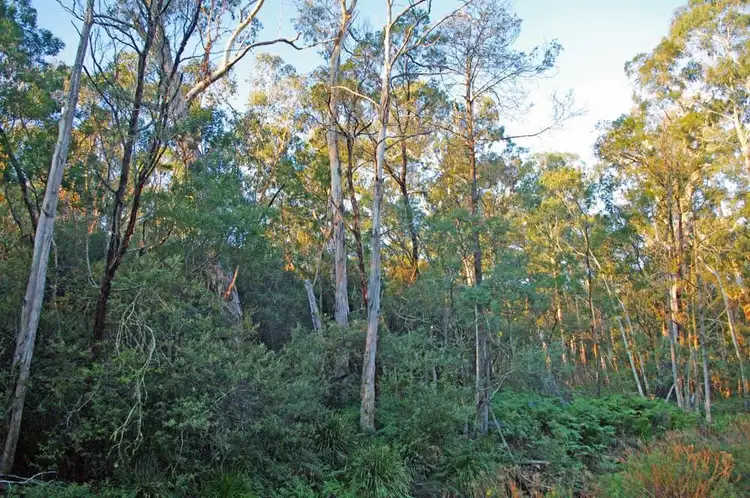 Fourth view of Homely rural property listing, Lot 446 Warrawilla Road, Bombala NSW 2632