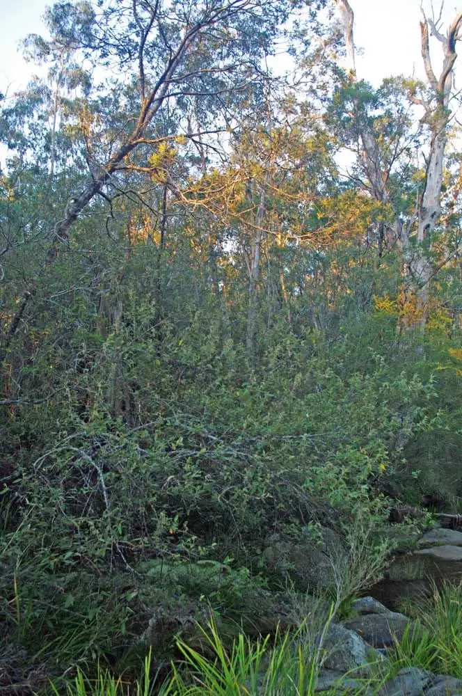 Sixth view of Homely rural property listing, Lot 446 Warrawilla Road, Bombala NSW 2632