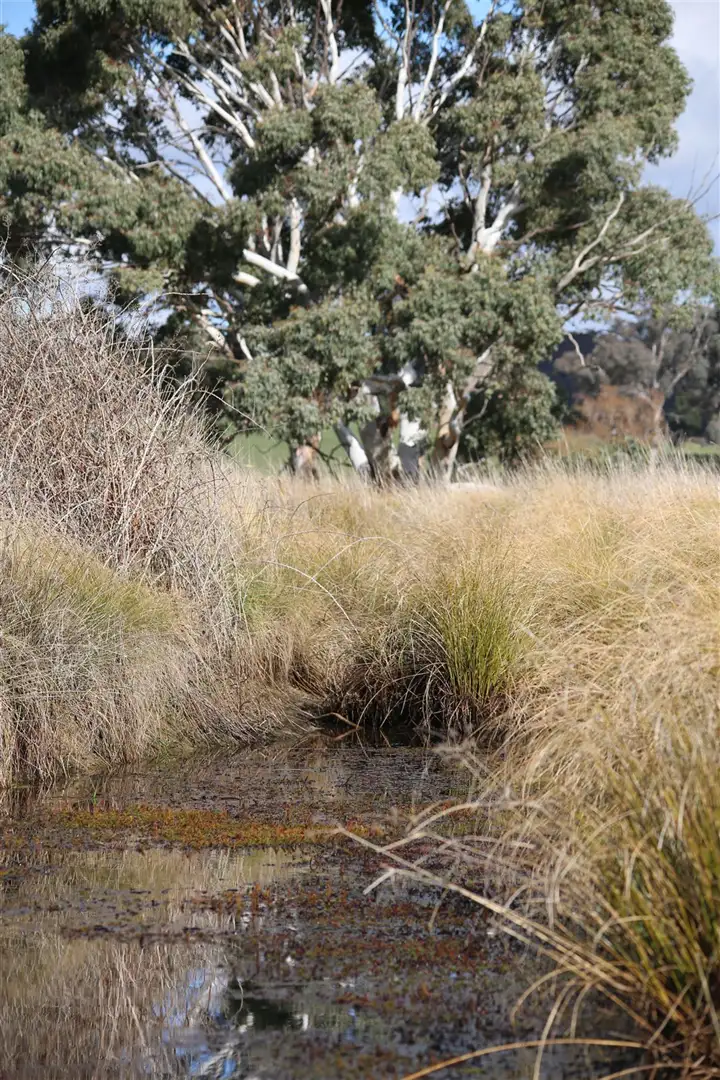 LOT 187 FLACKNELL CREEK ROAD, Gunning NSW 2581