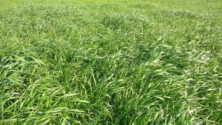 Fifth view of Homely rural property listing, ' Boyanup - Picton Road ', Dardanup WA 6236