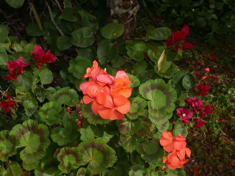 Fourth view of Homely semi-detached listing, 3 Crosby Avenue, Gawler South SA 5118