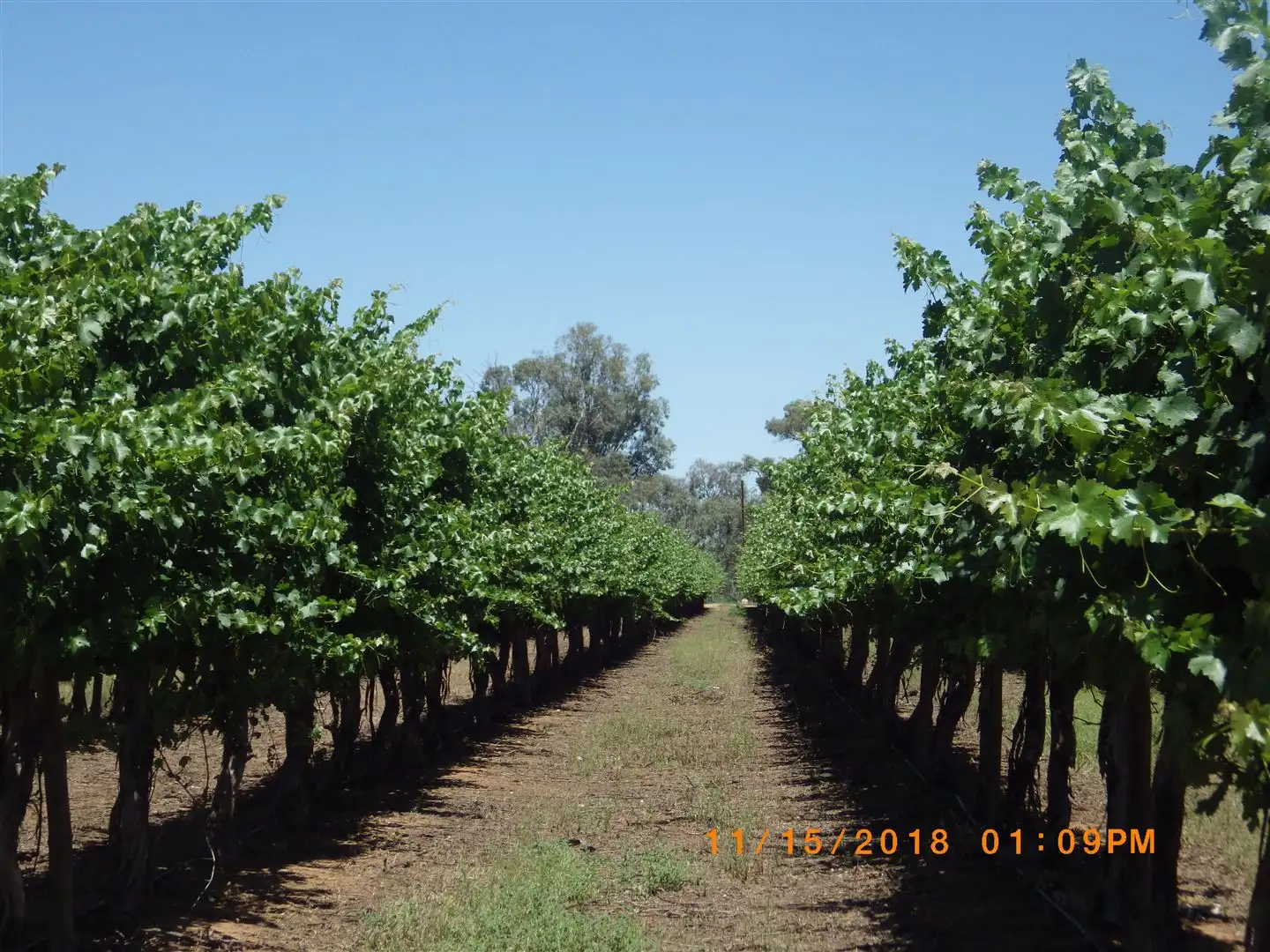 Main view of Homely rural property listing, 36 Eckert Road, Winkie SA 5343