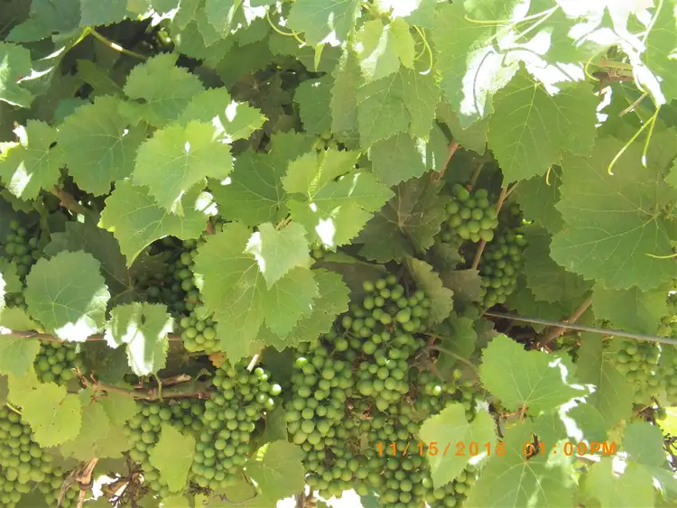 Second view of Homely rural property listing, 36 Eckert Road, Winkie SA 5343