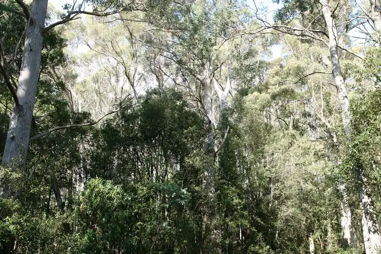Sixth view of Homely land listing, P1551+ St Columba Falls Road, Pyengana TAS 7216