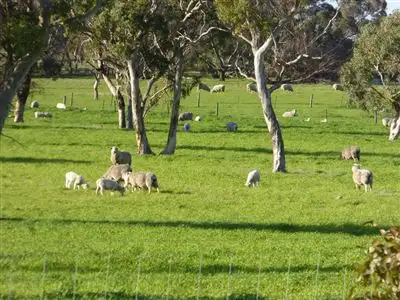 Second view of Homely rural property listing, "Apoinga"/2473 Riddoch Highway, Keith SA 5267