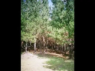 Seventh view of Homely rural property listing, 0 Harveys Road, Carrajung VIC 3971