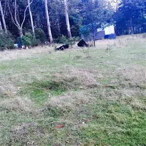 Third view of Homely rural property listing, . Alberton Road, Ringarooma TAS 7263