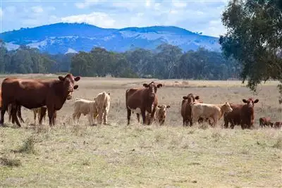 Seventh view of Homely rural property listing, Address available on request