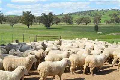 Main view of Homely rural property listing, Myoora 2263 Oura Road, Wagga Wagga NSW 2650