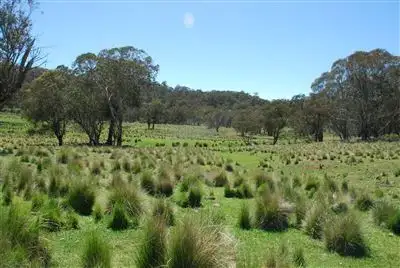 Second view of Homely rural property listing, 215 Merlin Downs Road, Niangala NSW 2354