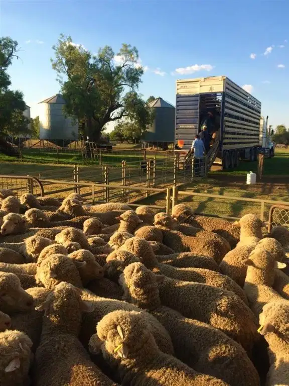 Fourth view of Homely rural property listing, . "Ramsay" Cobb Highway, Booroorban NSW 2710