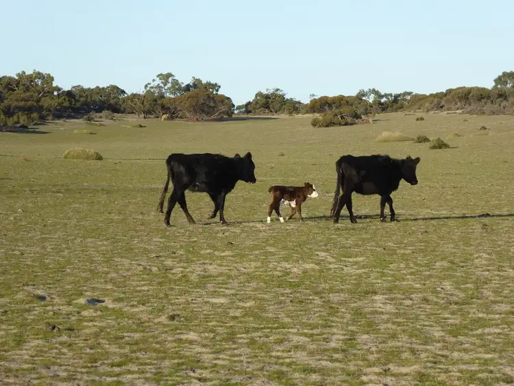 Fifth view of Homely rural property listing, Hawick/4836 Red Bluff Road, Keith SA 5267