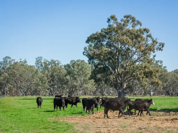 Sixth view of Homely rural property listing, 0 Grimwade Road, Nagambie VIC 3608