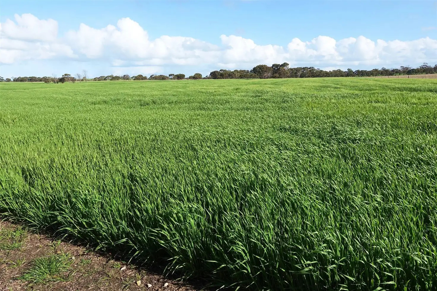 Main view of Homely rural property listing, 353 Illman Road, Minlaton SA 5575