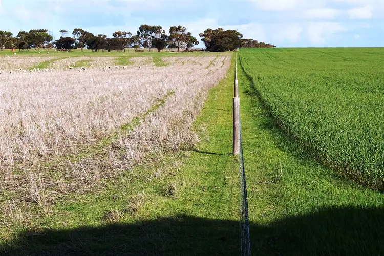 Fifth view of Homely rural property listing, 353 Illman Road, Minlaton SA 5575