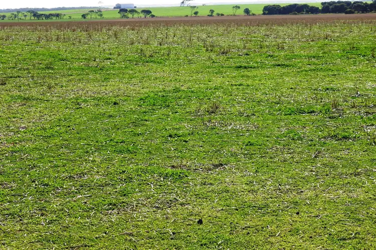 Sixth view of Homely rural property listing, 353 Illman Road, Minlaton SA 5575