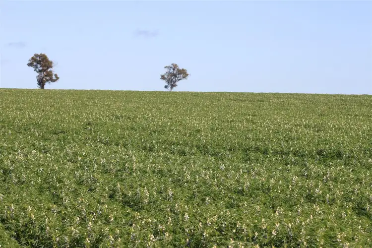 Fourth view of Homely rural property listing, 168 Big Springs Road, Calingiri WA 6569