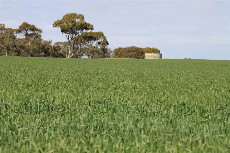 Sixth view of Homely rural property listing, 168 Big Springs Road, Calingiri WA 6569