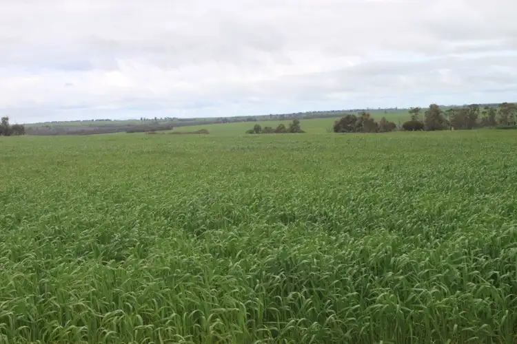 Seventh view of Homely rural property listing, 168 Big Springs Road, Calingiri WA 6569