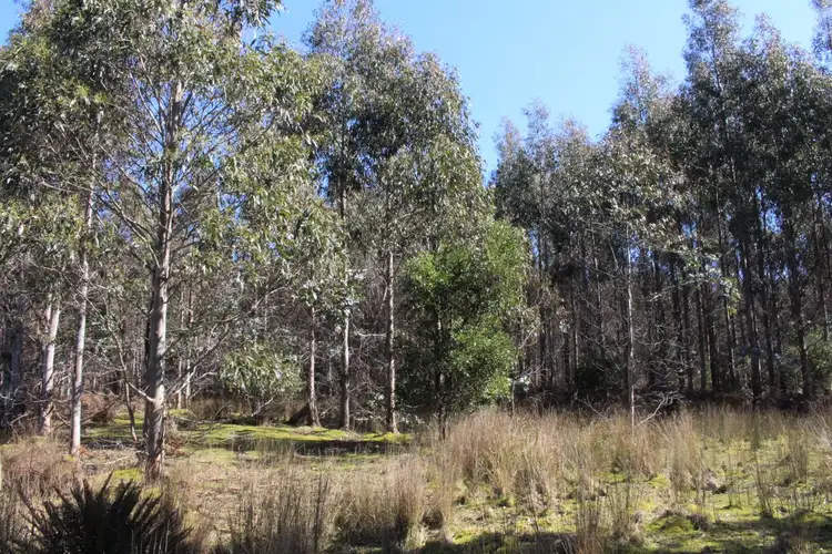 Seventh view of Homely rural property listing, . Tasman Highway "Little Plains", Pyengana TAS 7216
