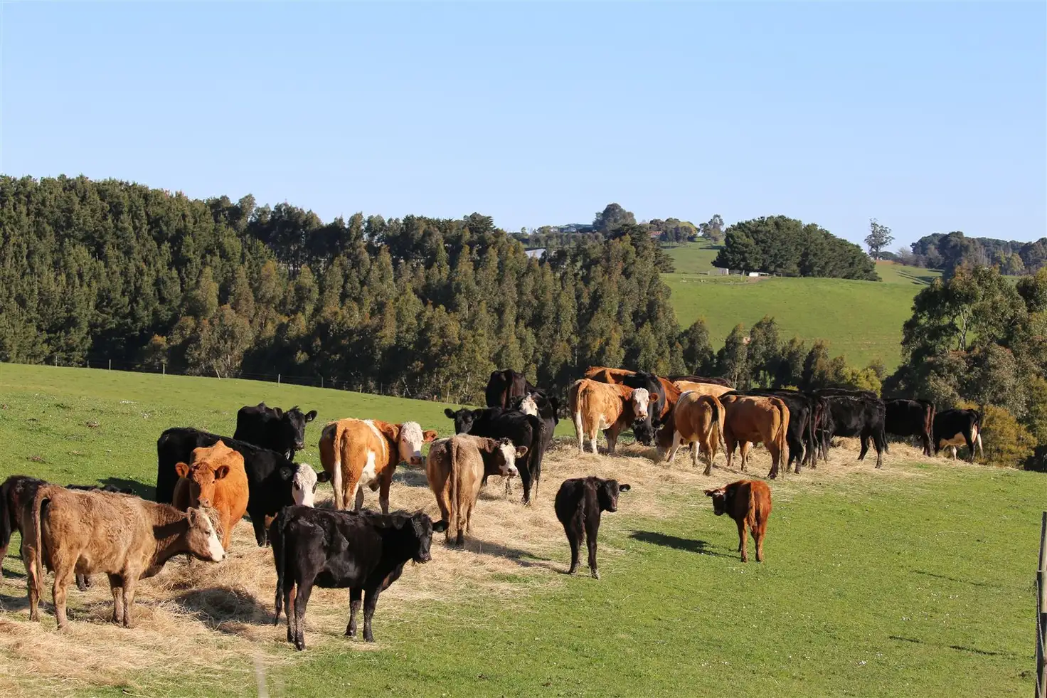 Main view of Homely rural property listing, 605 Korumburra-Warragul Road, Korumburra VIC 3950