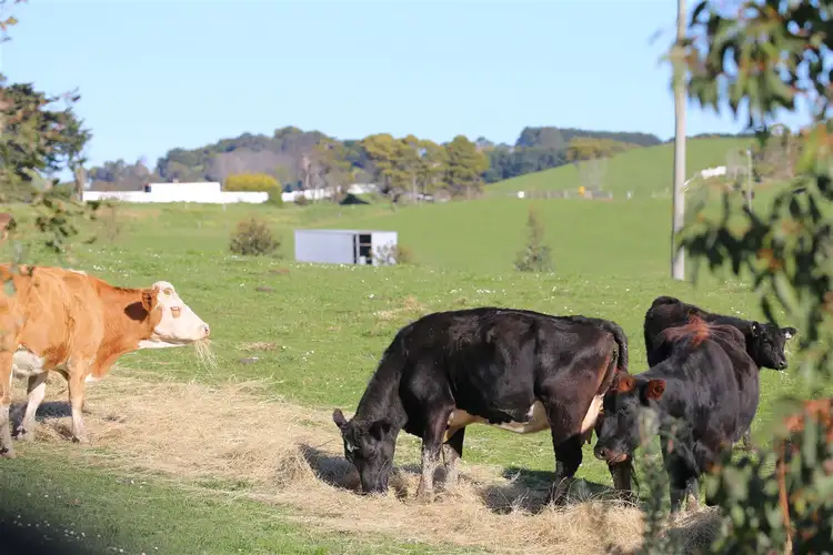 Sixth view of Homely rural property listing, 605 Korumburra-Warragul Road, Korumburra VIC 3950