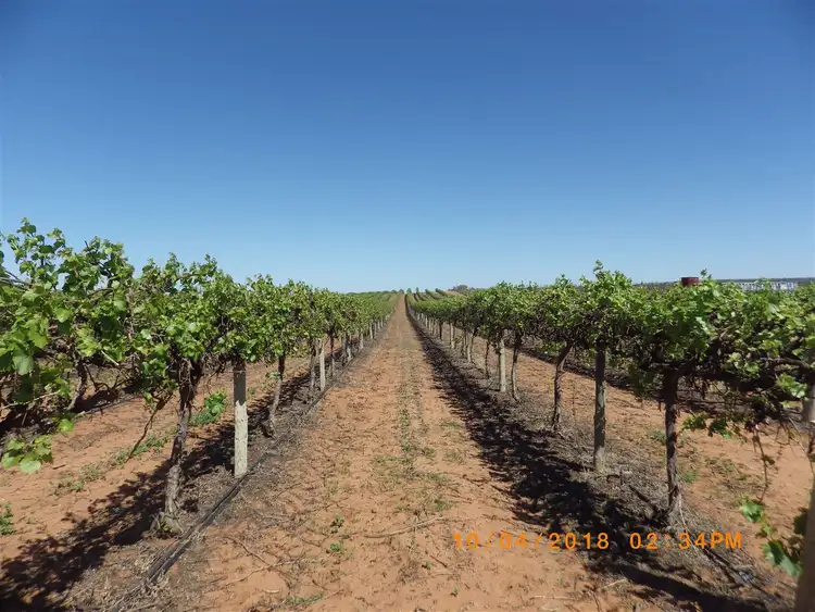 Sixth view of Homely rural property listing, S209 Caddy Road, Loveday SA 5345