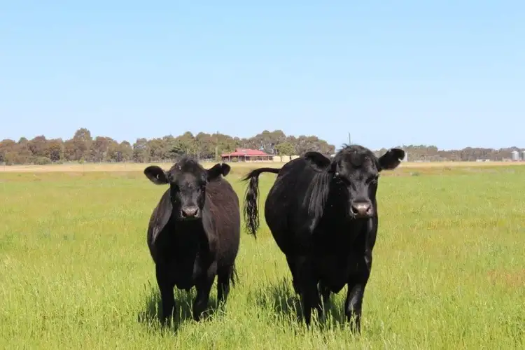 Sixth view of Homely rural property listing, 34204 Albany Highway, Narrikup WA 6326