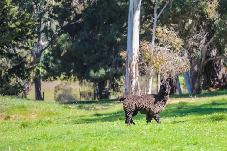 Third view of Homely rural property listing, 69 Native Avenue, Mount Barker SA 5251