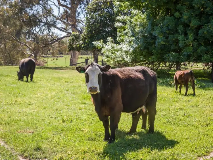 Third view of Homely rural property listing, 68 School Road, Boho VIC 3669