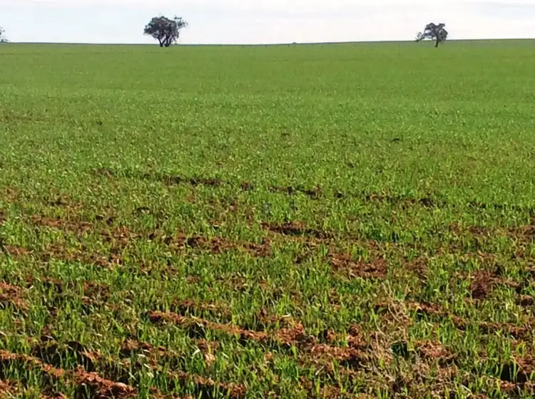 Fourth view of Homely rural property listing, 139 Morchard Road, Booleroo Centre SA 5482