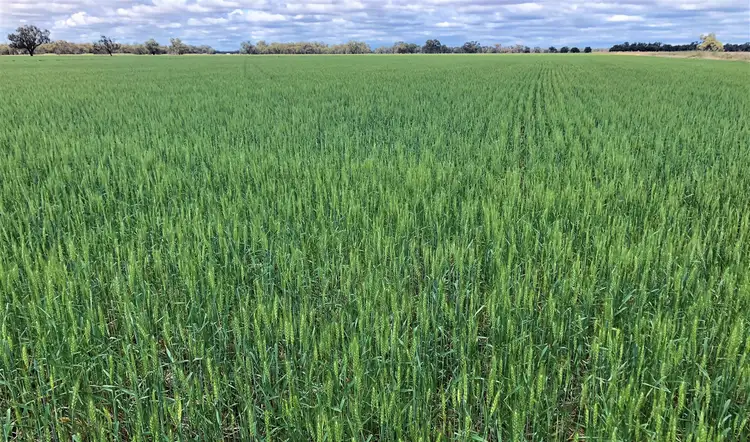 Fourth view of Homely rural property listing, . Keysborough, Deniliquin NSW 2710