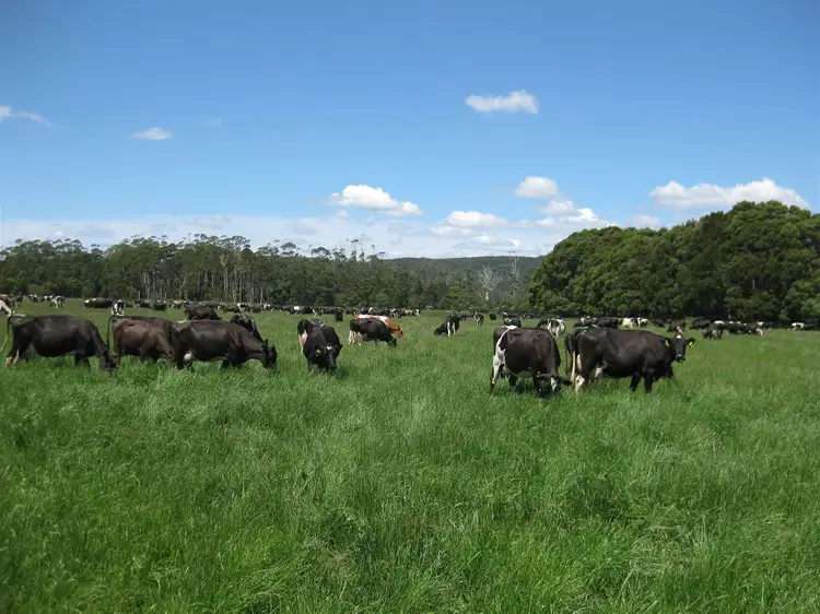 Main view of Homely rural property listing, 98 Donalds Road, Roger River TAS 7330