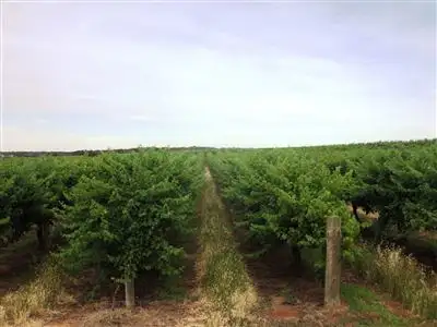 Second view of Homely rural property listing, Lot 28 Chowilla Street, Renmark West SA 5341